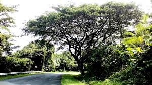 nature